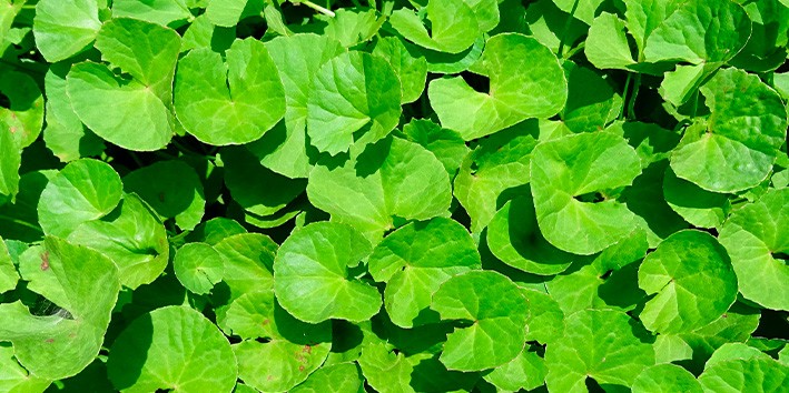 Centella asiatica fitoterapia indicacao